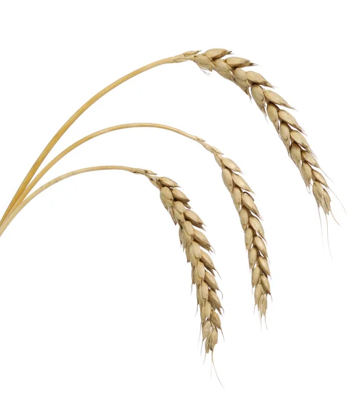 小麦 isoalted — 图库照片
