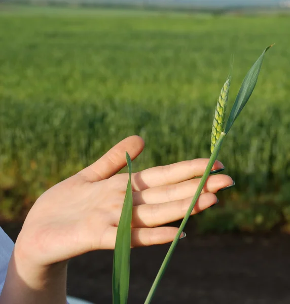 Pšenice na ženské ruce — Stock fotografie