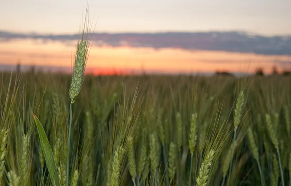 Pšenice a západ slunce — Stock fotografie