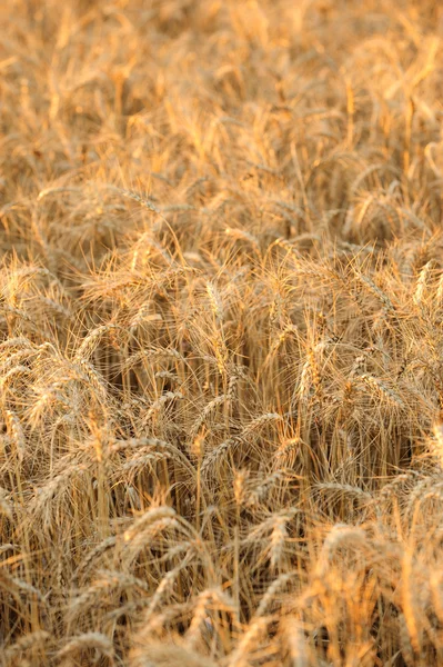 Закрыть поле пшеницы — стоковое фото