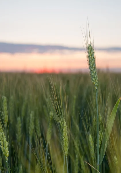 Wheat and sunset — Stock Photo, Image