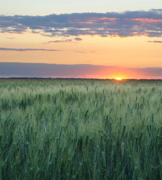 Пшениця і захід сонця — стокове фото