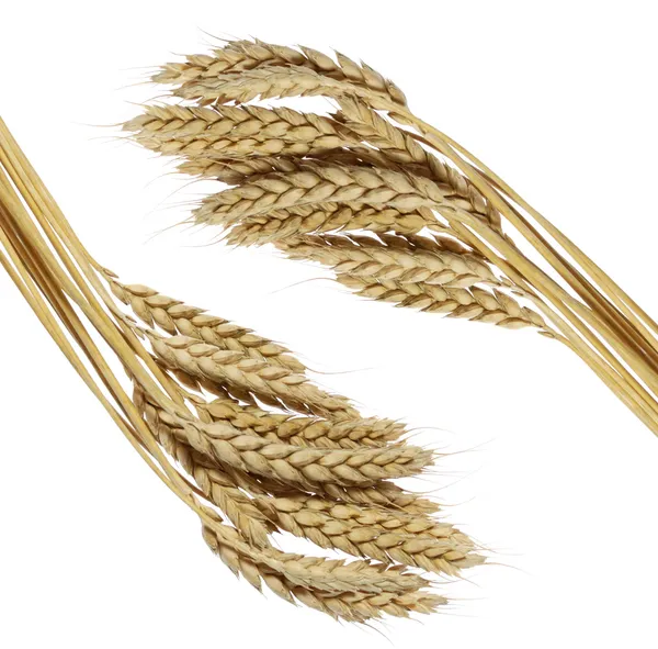 小麦帧 — 图库照片