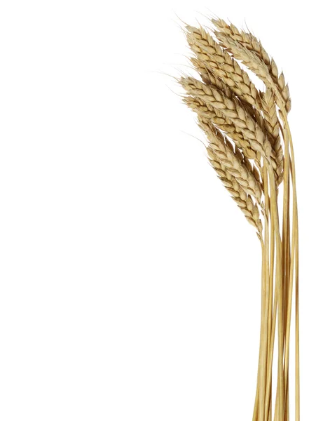 Conjunto de trigo — Foto de Stock