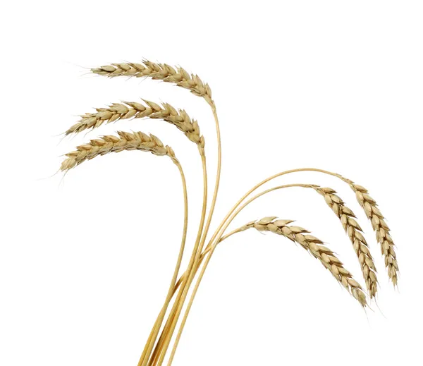 小麦花束 — 图库照片