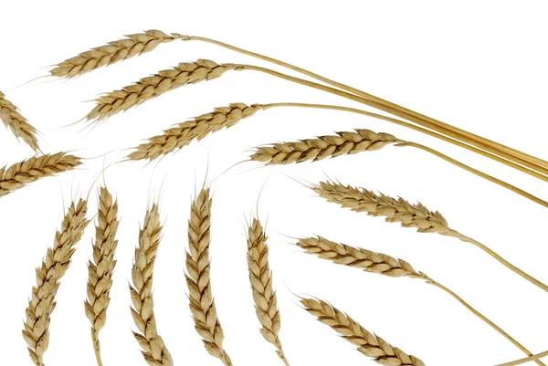 Pšenice sada — Stock fotografie