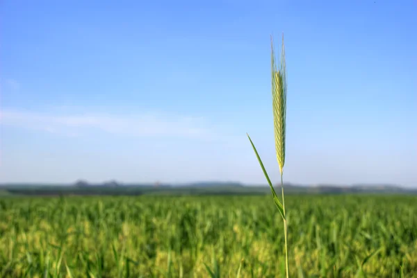 Wheat2 — Stock Photo, Image