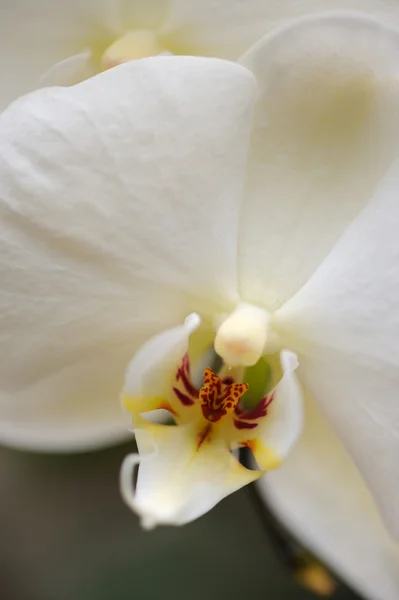 stock image Orchid white