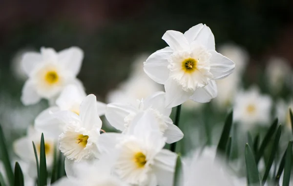Bílá jarní květ narcisu — Stock fotografie