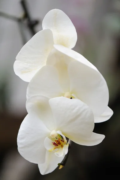 Orchid white — Stock Photo, Image