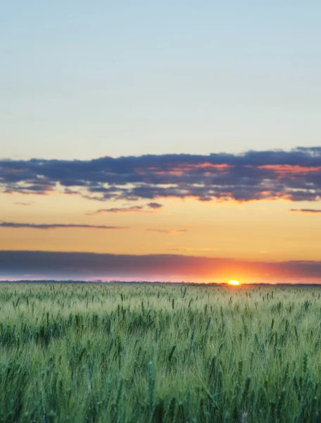 小麦と日没 — ストック写真