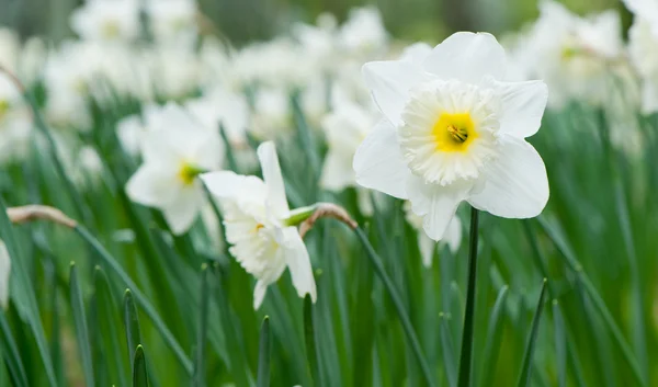 Flor branca da primavera Narciso — Fotografia de Stock