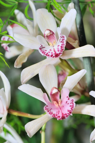Biała orchidea — Zdjęcie stockowe
