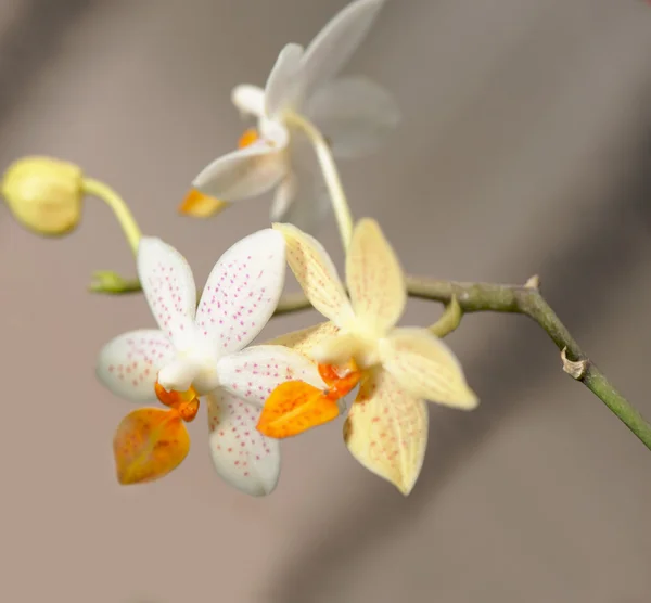 Orquídea branca e amarela — Fotografia de Stock