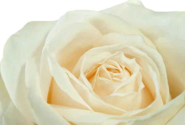 Rosa blanca primer plano —  Fotos de Stock