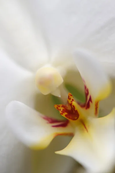 Орхідея білий — стокове фото