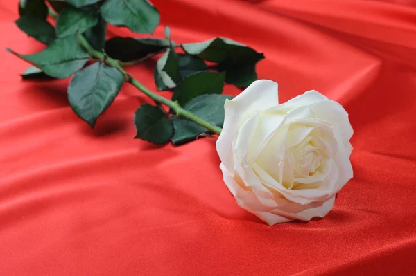 Rose satyna — Zdjęcie stockowe