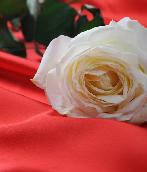 サテンのバラ — ストック写真