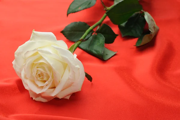 Růže na satén — Stock fotografie
