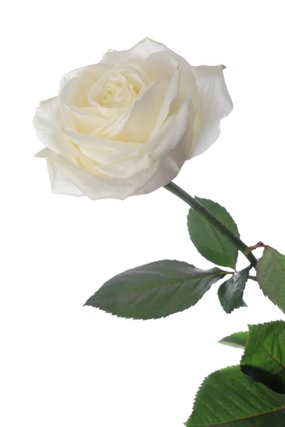 stock image White rose