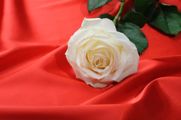 Růže na satén — Stock fotografie