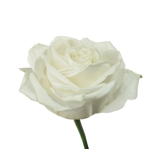 Rosa blanca —  Fotos de Stock