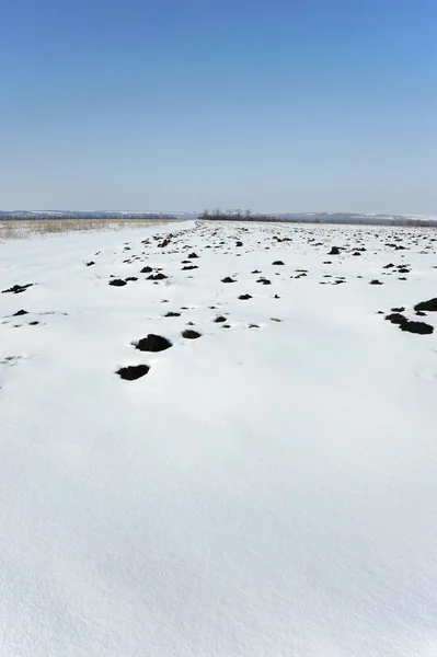 Зимнее поле — стоковое фото