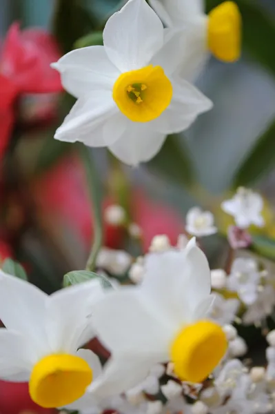 Nazik alan çiçek — Stok fotoğraf
