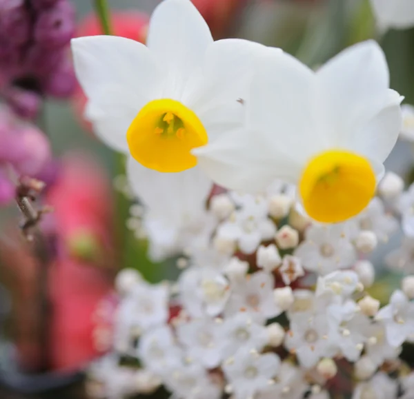 Ніжний польові квіти — стокове фото