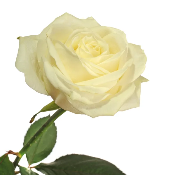 stock image Yellow rose