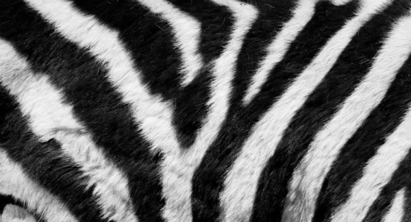 Zebra bakgrund — Stockfoto