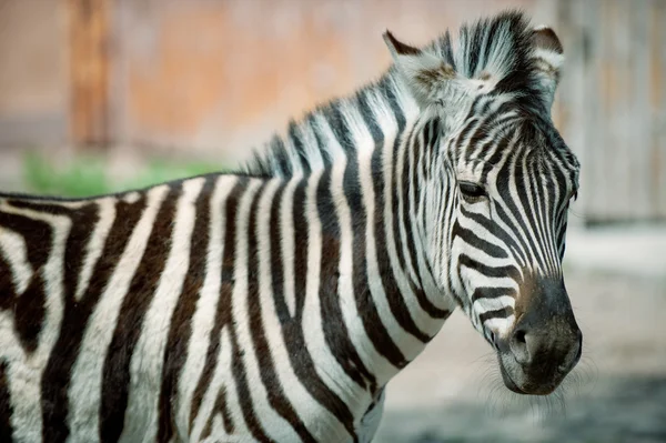 Zebra — Stock fotografie
