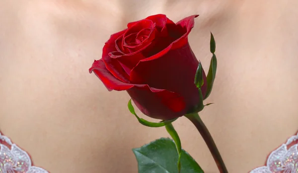 Роза на теле Стоковое Фото