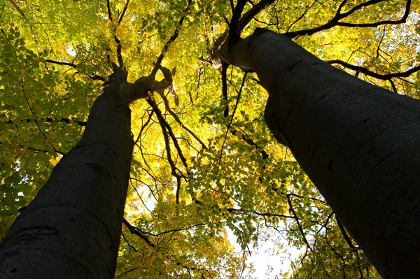 Größere Herbstbäume Stockbild