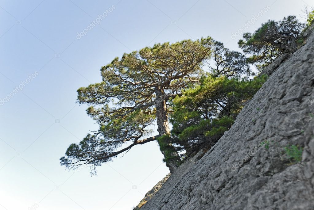 Tree alone in mountain