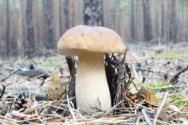 Boletus mantarı