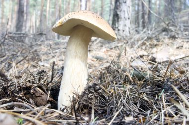 Boletus mantarı