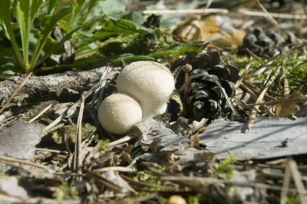 Mushroom Lycoperdon perlatum Rechtenvrije Stockfoto's