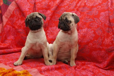 Young ten weeks old female pugs sitting on a red sofa clipart