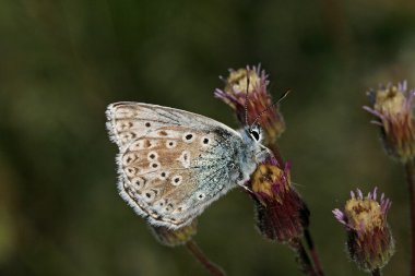 Polyommatus coridon, lysandra coridon, tebeşir-hill mavi