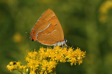 Ayatekla betulae, nierenfleck, birken-zipfelfalter, weibchen