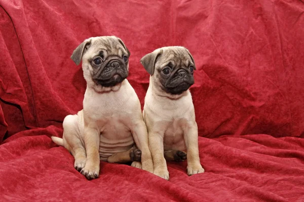 Young ten weeks old female pugs sitting on a red sofa — Stock Photo, Image