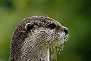 Asian Otter, Oriental Small-clawed Otter clipart