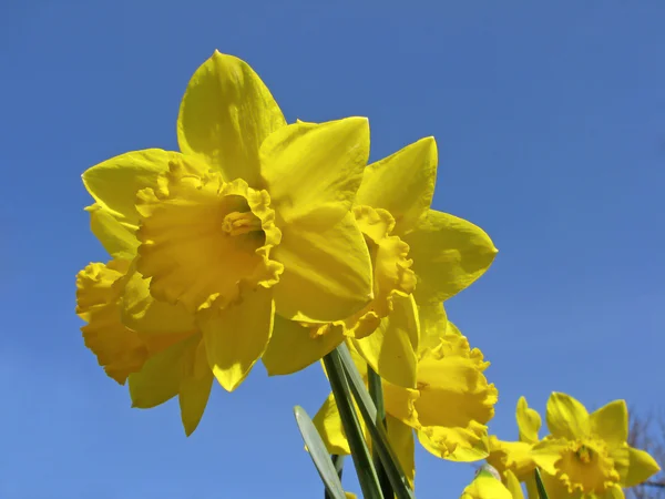 Narcissus, daffodil, lily ödünç verdi. osterglocke — Stok fotoğraf