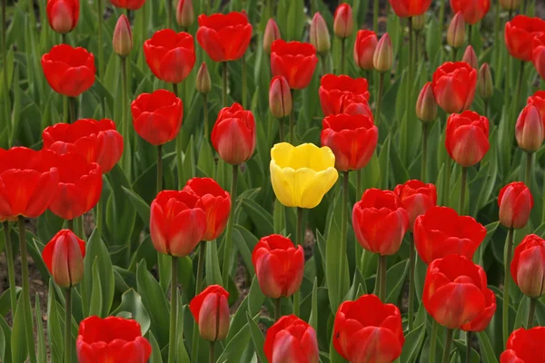 Red tulips with a yellow one in the middle — Stock Photo, Image