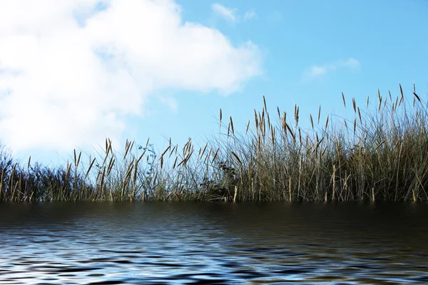 Reeds no mar contra um céu azul — Fotografia de Stock