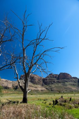 Trees and mountains in South Africa clipart