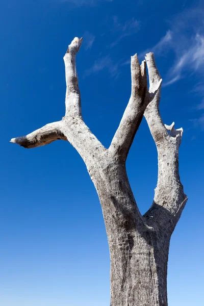 Ceppo di albero di fronte al cielo blu — Foto Stock
