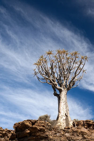 Wiek drzewa kołczan w Republice Południowej Afryki — Zdjęcie stockowe