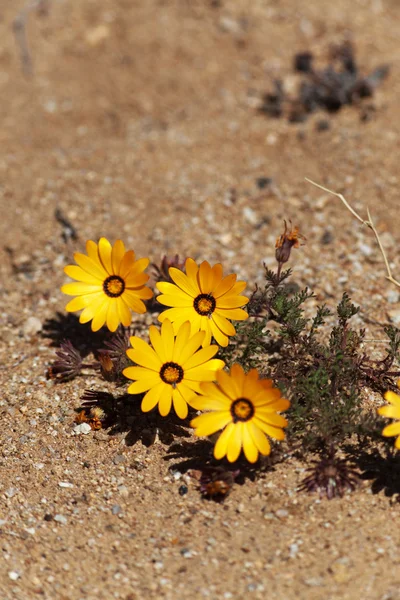 stock image Yellow desert plant in South Africa